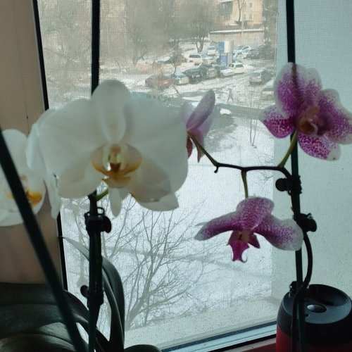 Алена, 22 февраля 2026