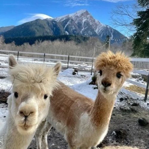 Tamara, 1 ноября 2025